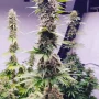 Насіння конопель FASTBERRY Auto від Fast Buds